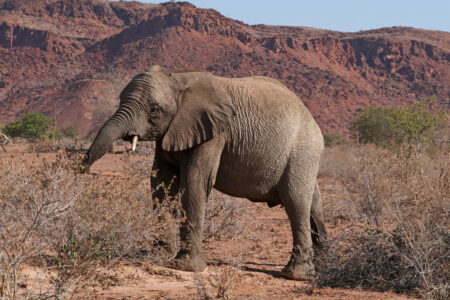 Desert elephant Loxodonta africana